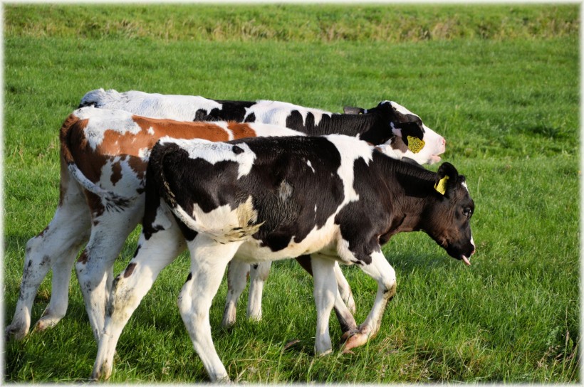 一头奶牛多少钱公司为大家介绍奶牛养殖禁忌的点