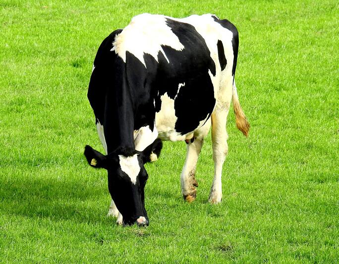 关于奶牛饲料你了解多少呢？