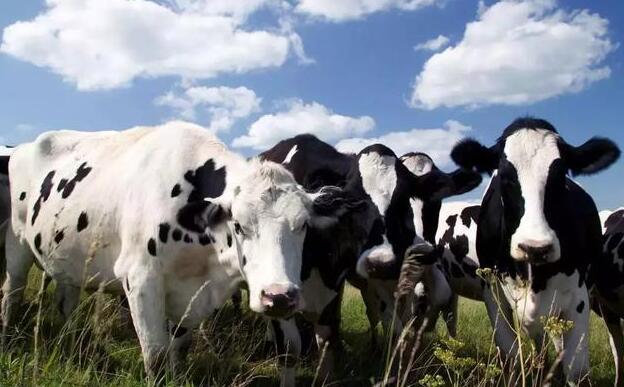 你知道奶牛受胎率会受哪些因素影响吗？