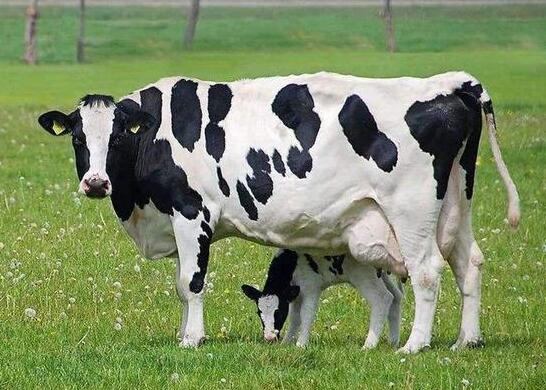 一头奶牛多少钱