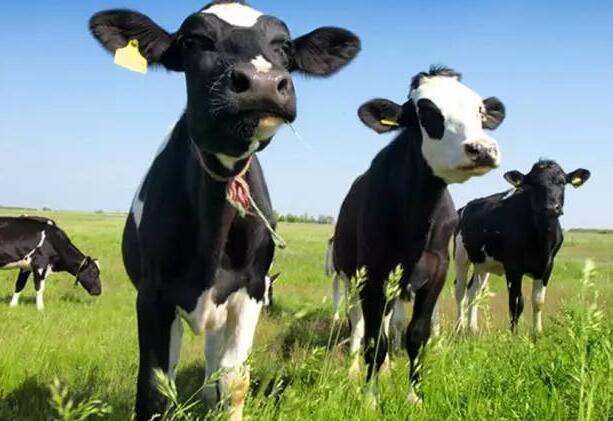 犊牛饲养的管理技术