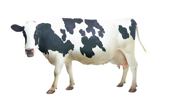 奶牛市场前景怎么样？