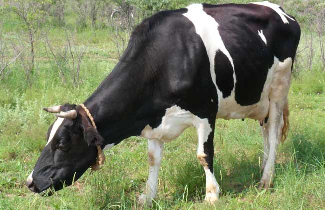 一头奶牛多少钱：饲养奶牛需要注意的几个方面