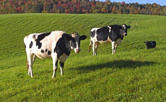 一头奶牛多少钱奶牛的养殖方法
