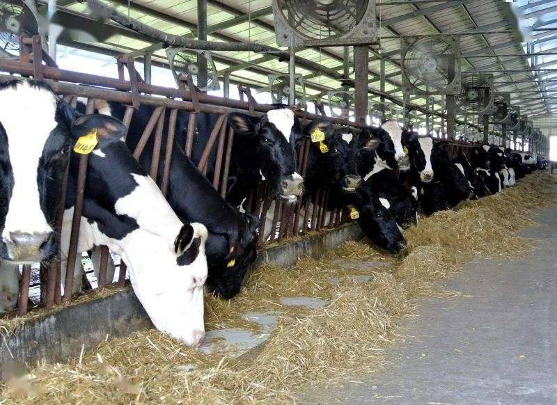 奶牛瘫痪一头小奶牛多少钱的预防及治疗