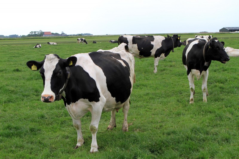 一头奶牛多少钱公司关于奶牛饲料的喂养