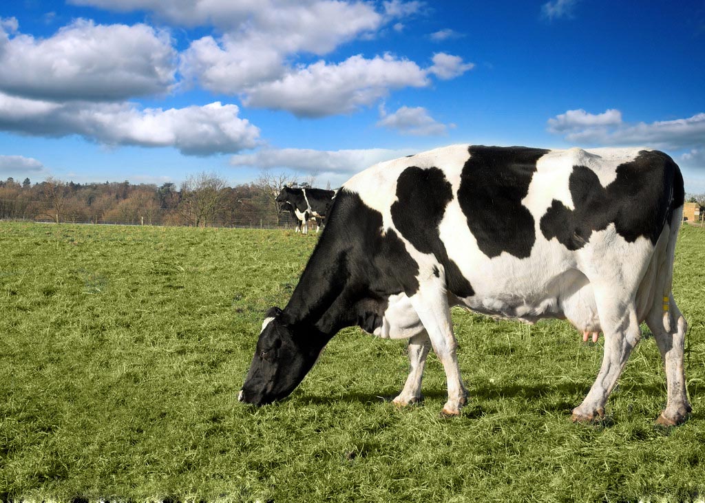 一头奶牛多少钱奶牛怎么养殖