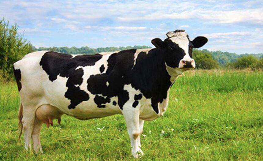 小奶牛多少钱一头？及怎样饲养小奶牛