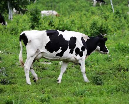 你了解黑白花奶牛价格多少钱一头吗